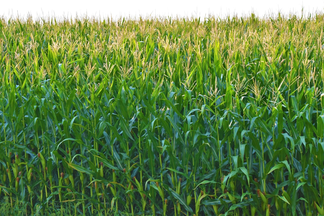 Cultivo de maíz, una de las materias primas utilizadas para producir etanol combustible